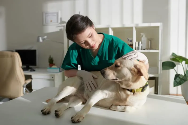 What is whipworm in dogs?: Causes, Treatment & Prevention
