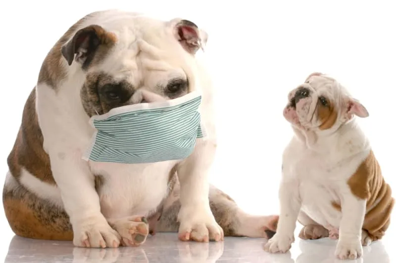 Parainfluenza in Dogs