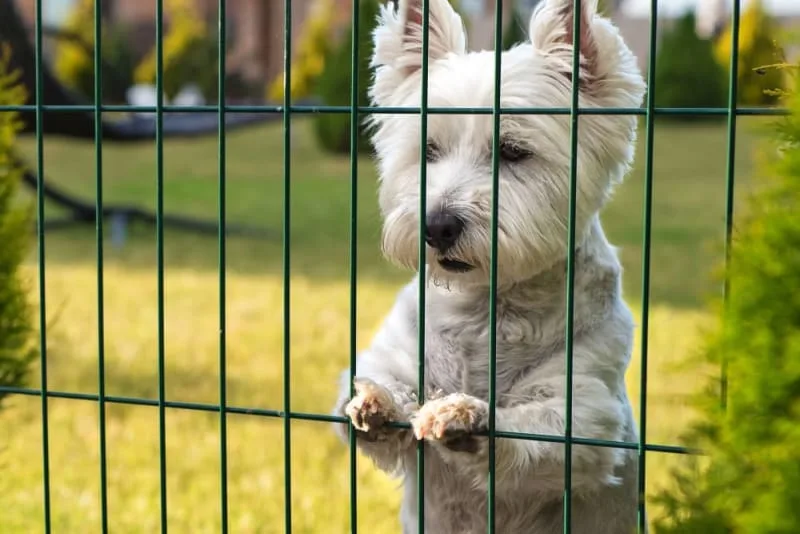 Dog Boarding Tips Every Owner Should Know