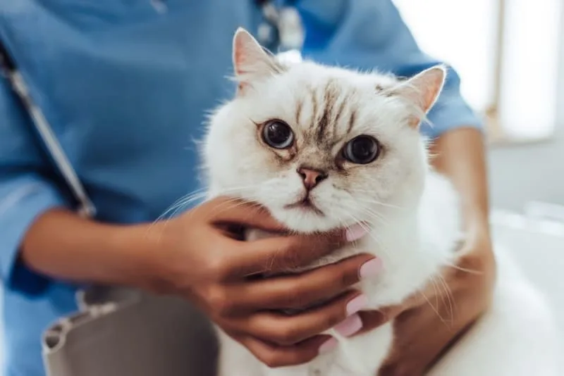 Understanding Blood Tests for Cats