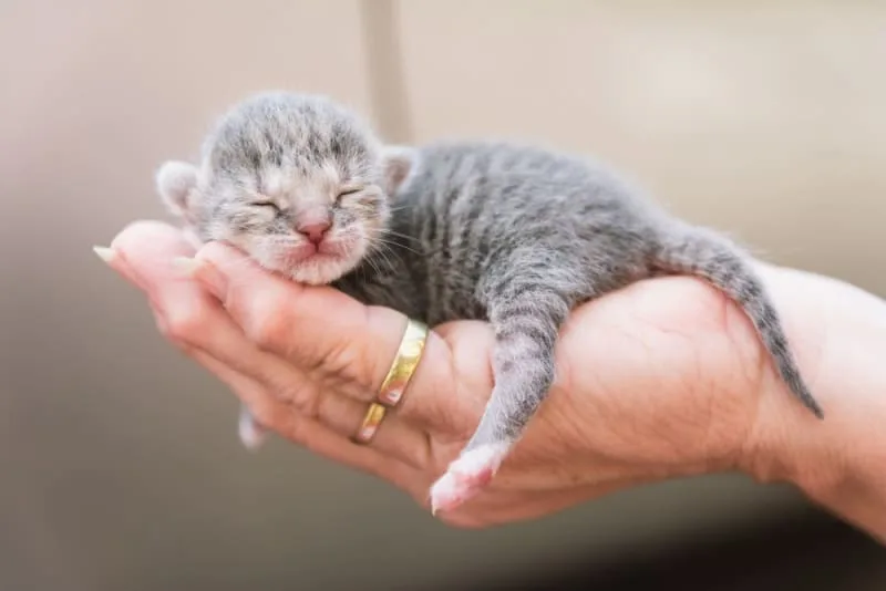 When Do Newborn Kittens Open Their Eyes?