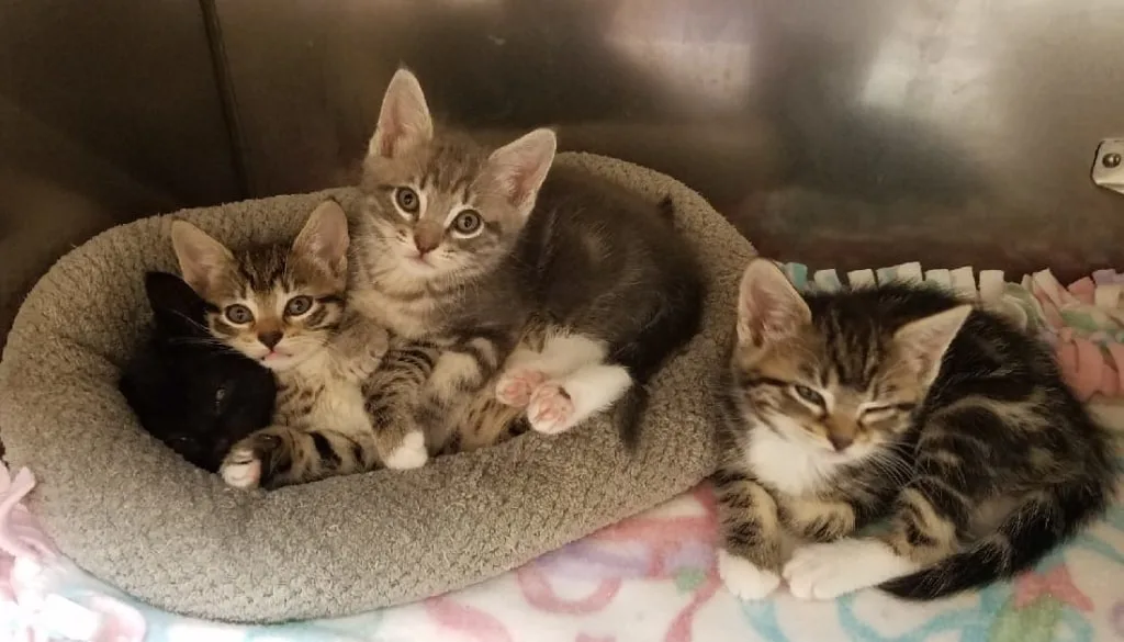 cats at vet clinic