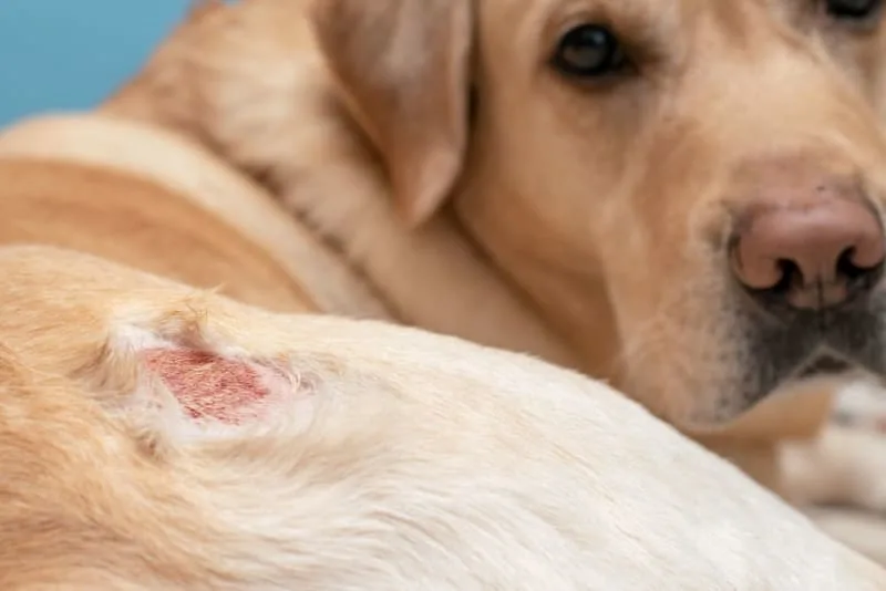 Dog Wound Care: Complete Guide