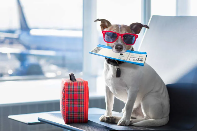 Dog Health Certificates for International Travel Adventures