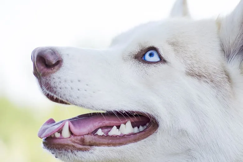 Preventing & Treating Periodontal Disease in Dogs