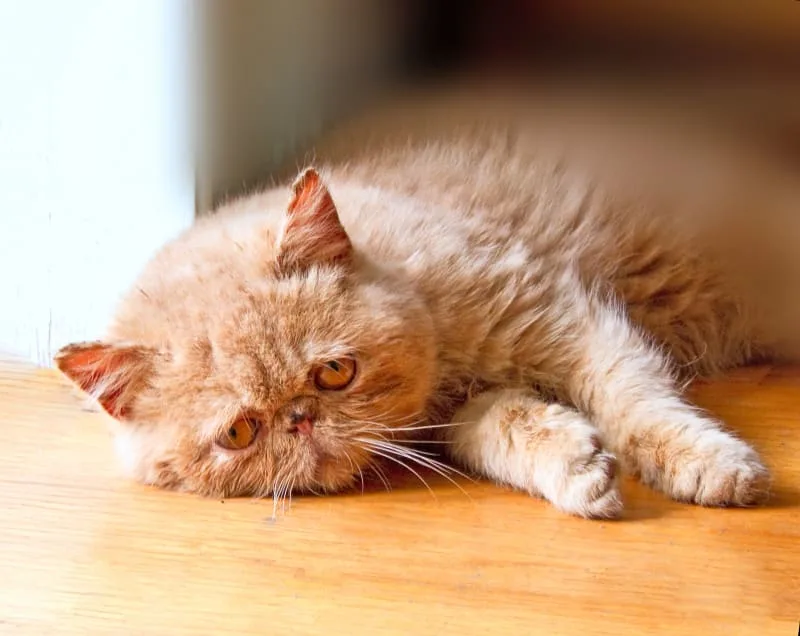 Why Your Cat Might Be Limping