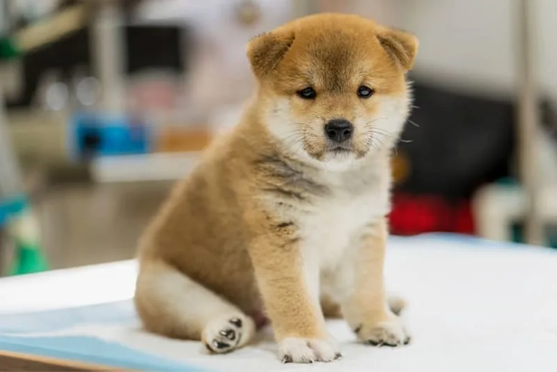 Puppy Vaccination Schedule: All You Need to Know