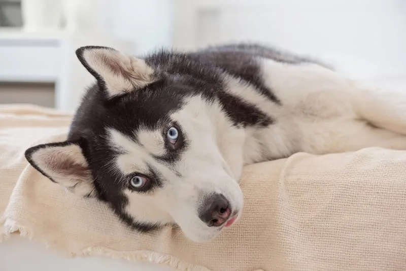 Fever in Dogs - Symptoms, Causes & What To Do