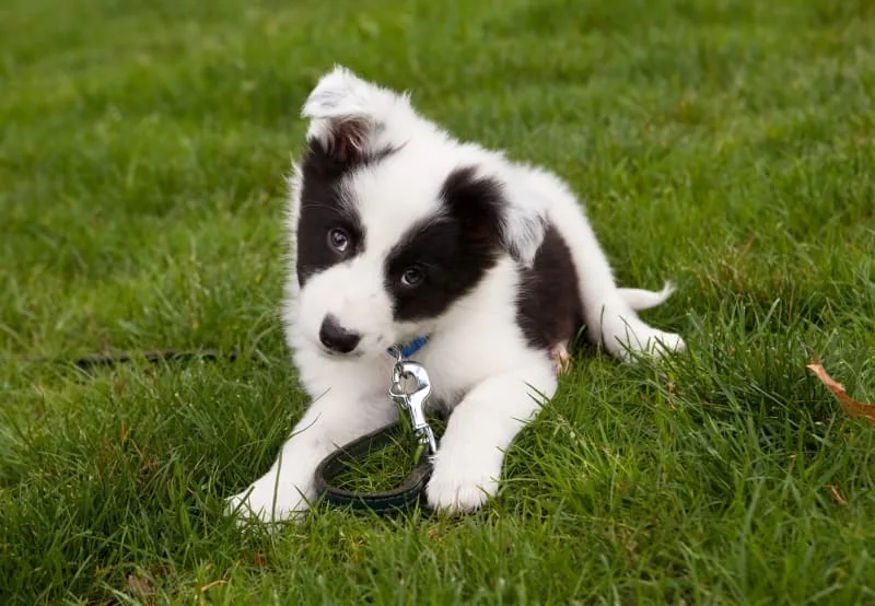 Causes of Dog Skin Allergies