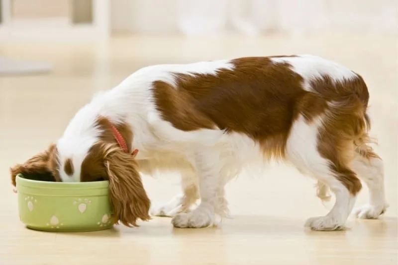 Nutrition, Skin & Dogs