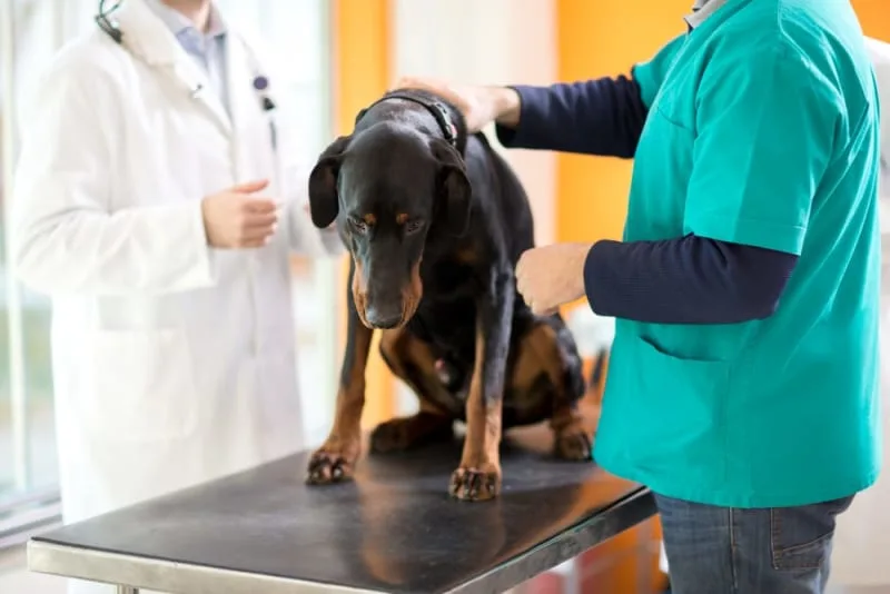 Pneumonia in Dogs: Treatment & Recovery
