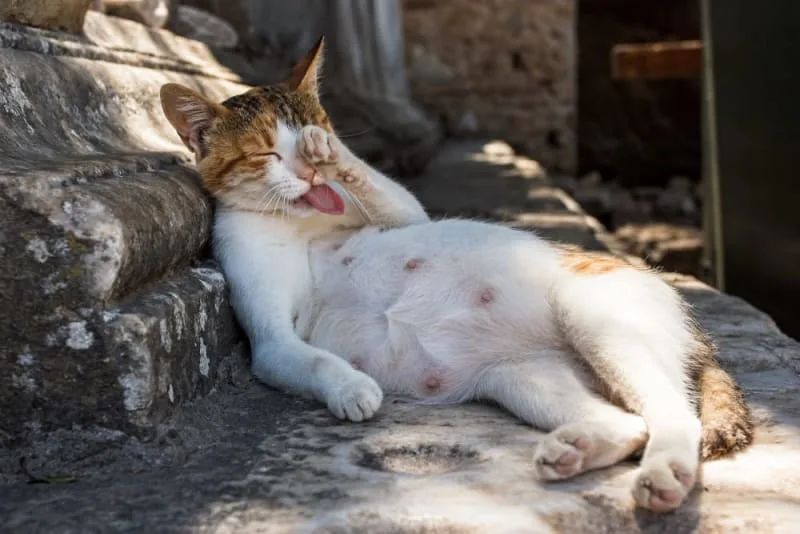 How to Tell if a Cat is Pregnant