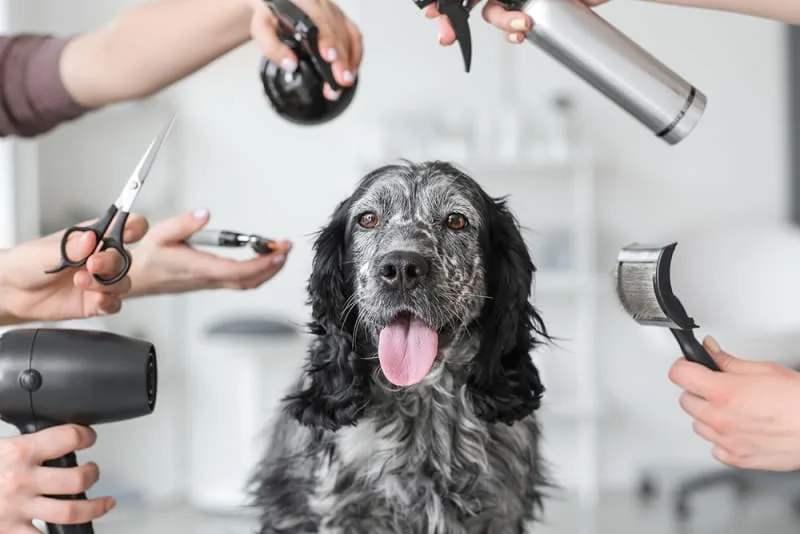 Dog Grooming Products & How to Choose The Best for Your Dog
