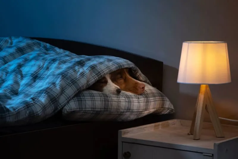 Why is my Dog Panting at Night?