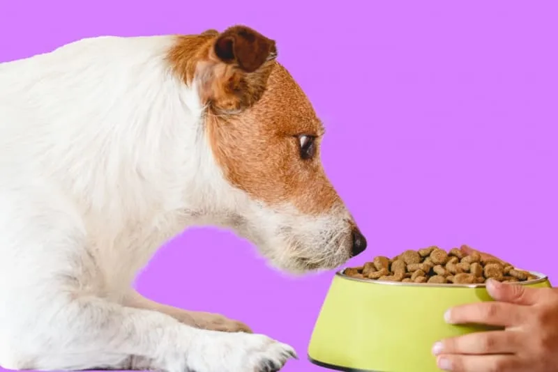 Nutrition, Skin, & Dogs