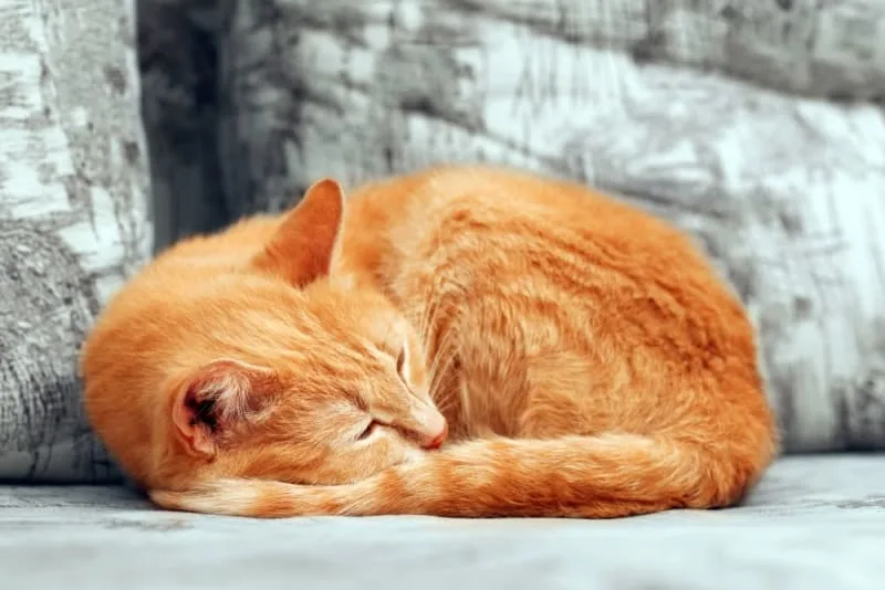 Cat Care: Stopping Your Cat From Jumping After Surgery