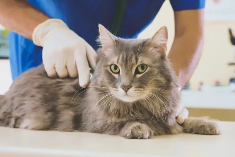 How Often Should I Take My Cat to the Vet?