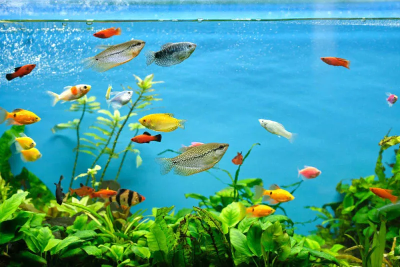 How to Take Care of a Fish