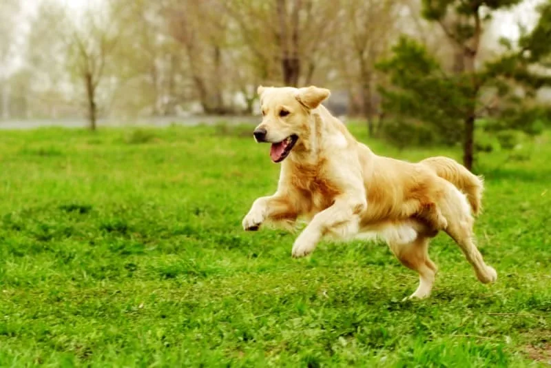 How Often Do You Take a Dog to the Vet?