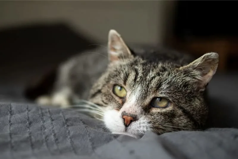 Aging Cats:  When Is a Cat Considered a Senior?