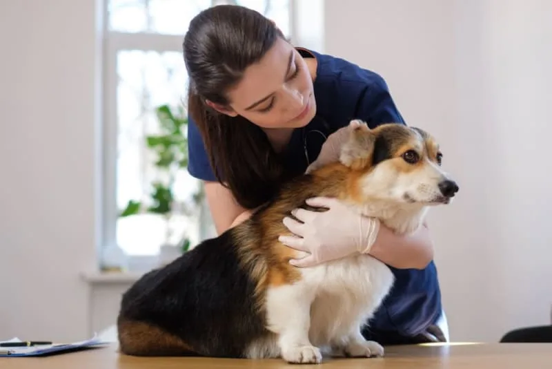 Dog Kidney Failure: Treatment & Recovery