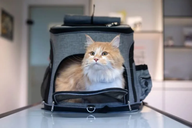 How to Travel With a Cat: Tips for a Low-Stress Trip