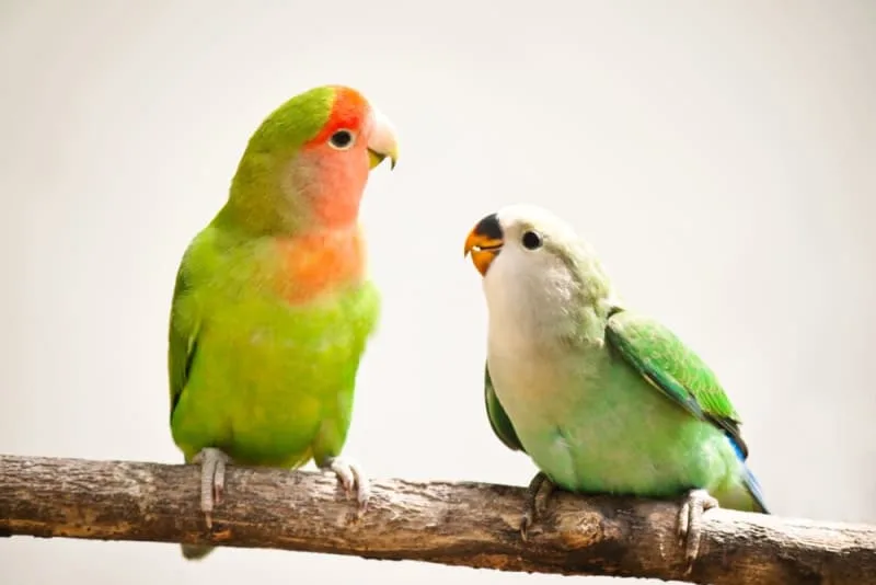 Talking Birds