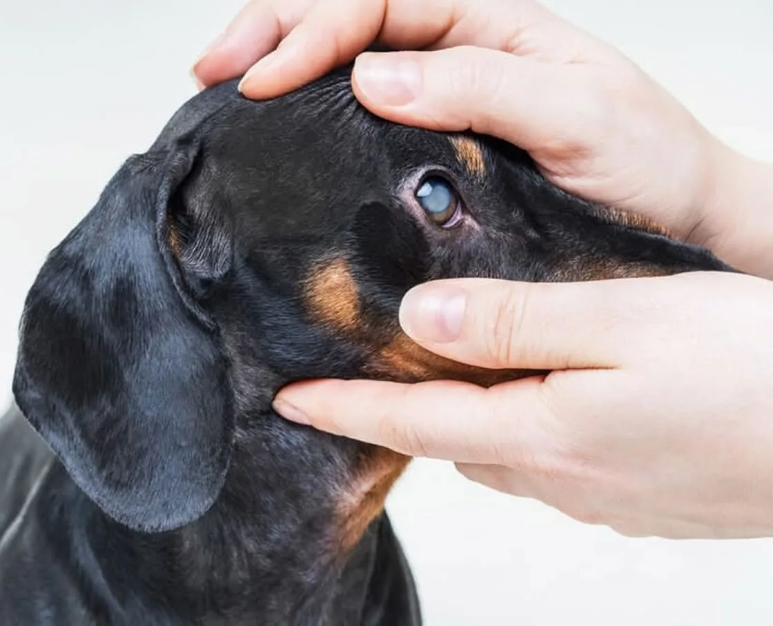 A close-up of a dachshund’s eye showing a cloudy cataract during an exam.
