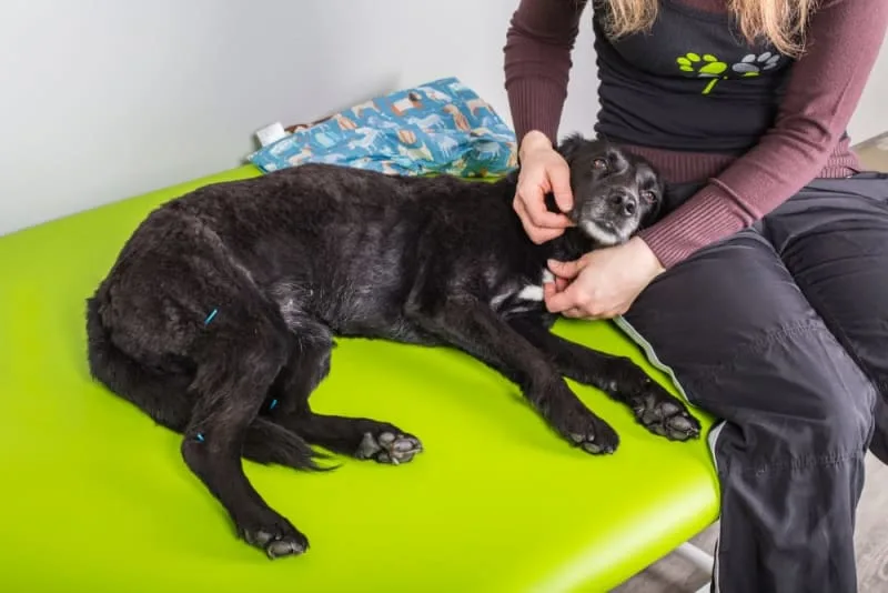 Myths and Facts About Veterinary Acupuncture