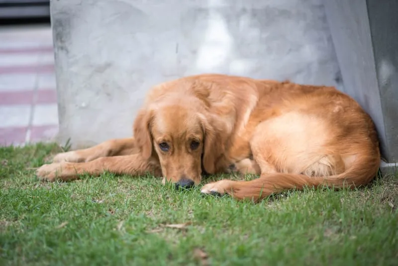 Why is My Dog Constipated: Here's What to Do