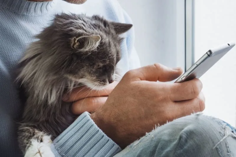 Aging Cats: When Is a Cat Considered a Senior?