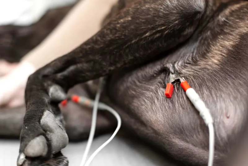 Demystifying Echocardiograms for Pets