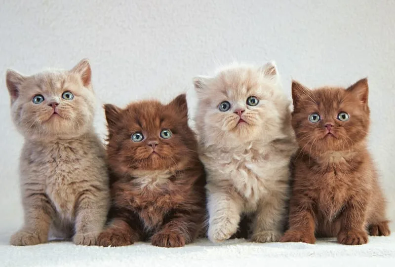 What cat breeds live the longest?