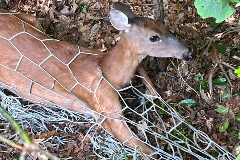 Saving a White-Tailed Deer