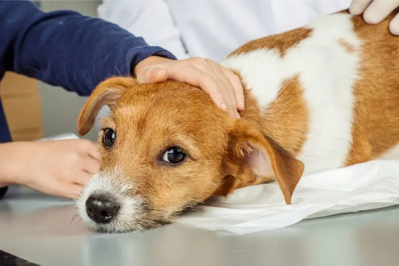 My Dog Ate Gum: Is That Dangerous?