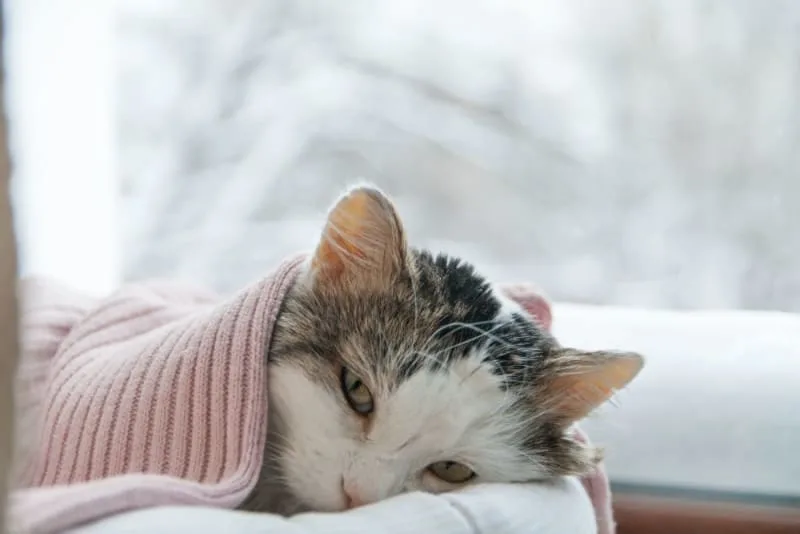 Cat Poisoning Symptoms