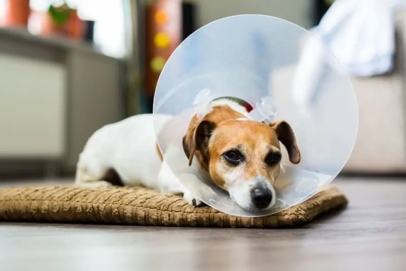 Getting Your Dog Fixed: When & What to Know