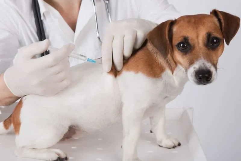Dog And Puppy Vaccination Schedule