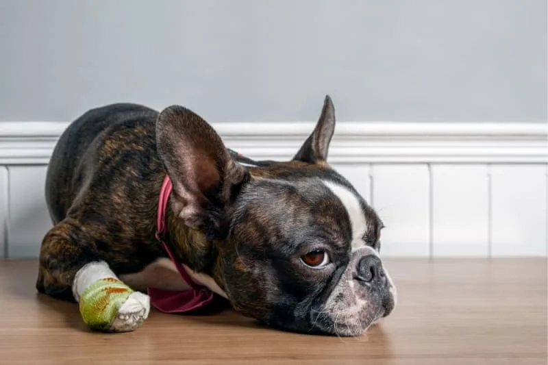 How to Give Pets First Aid