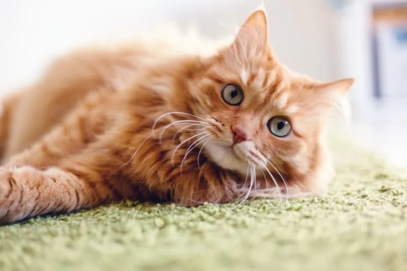 All About Cat Diabetes