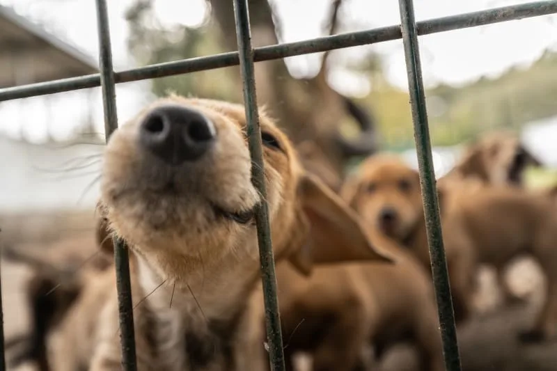 Canine Parvovirus - What You Need to Know