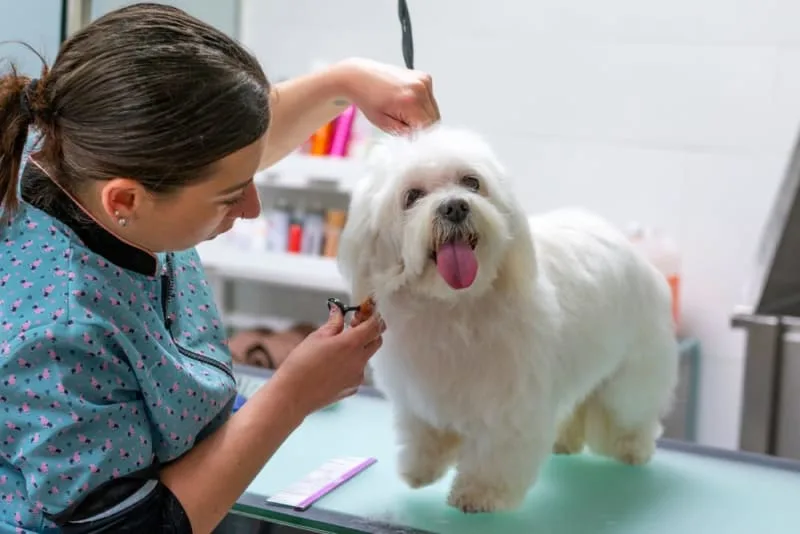 Benefits and Importance of Regular Pet Grooming
