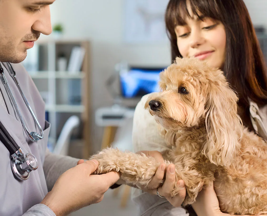 veterinarian examines dog for health certificate