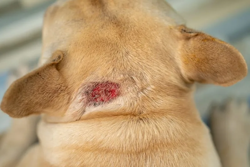 Effective Treatments for Dogs with Allergic Dermatitis