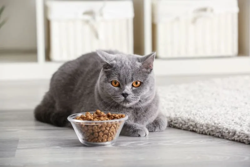 My cat won't eat - is this an emergency?