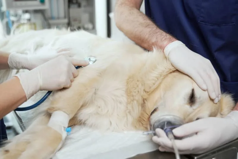 How to Prep Your Dog for Surgery