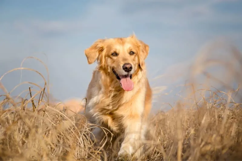 Best Family Dog Breeds For Kids