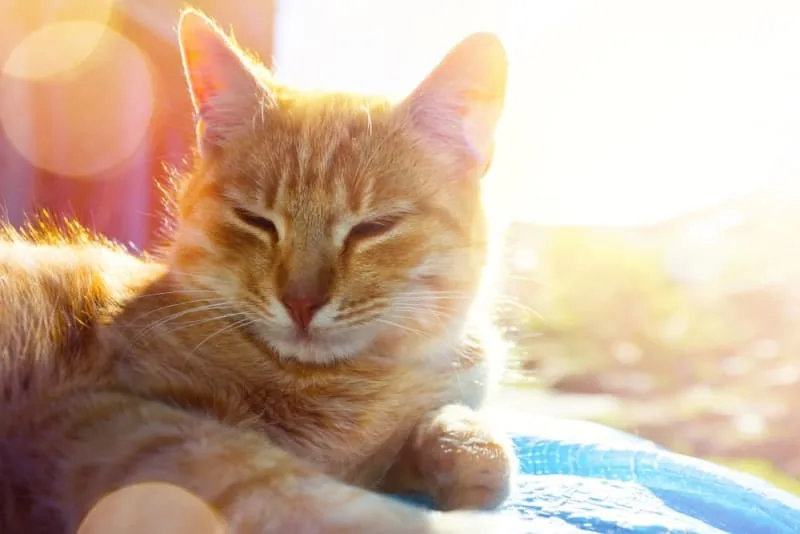 Heatstroke in Cats