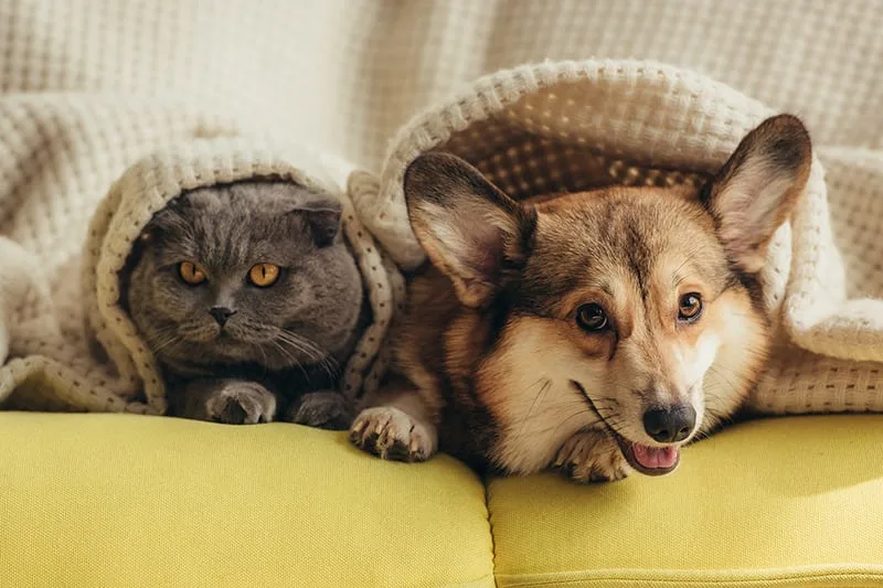 Dogs, Cats & COVID: What You Should Know