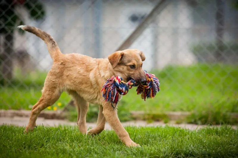 Medical Pet Boarding For Dogs & Cats